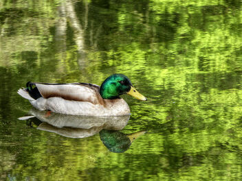 Duck - Kostenloses image #479815